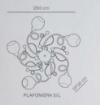 Immagine di Plafoniera Capri 5 Luci Con Sfere Vetro Bianco e Cristalli Leo Lux